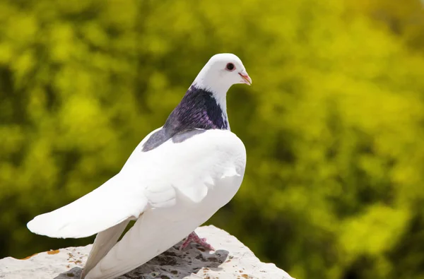 Paloma Blanca Del Mundo — Foto de Stock