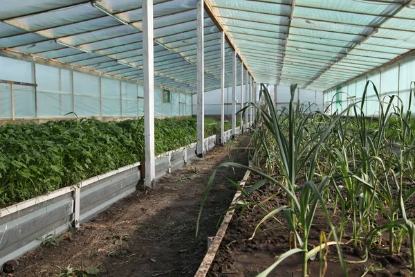 Invernadero Para Hortalizas Fondo — Foto de Stock