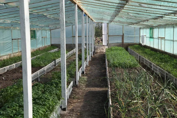 Greenhouse Vegetables Background — Stock Photo, Image