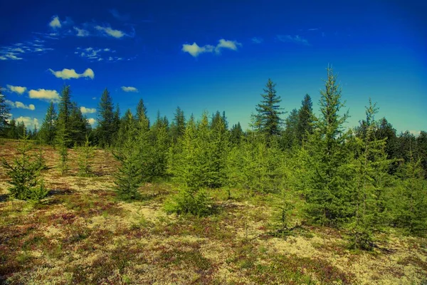 Bela Paisagem Floresta Tundra Tonificada — Fotografia de Stock