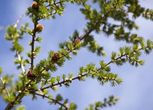 Ast Des Baumes Gegen Den Blauen Himmel — Stockfoto