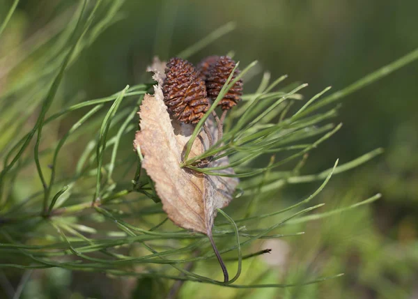 円錐形の松の葉でピアス秋の葉 — ストック写真