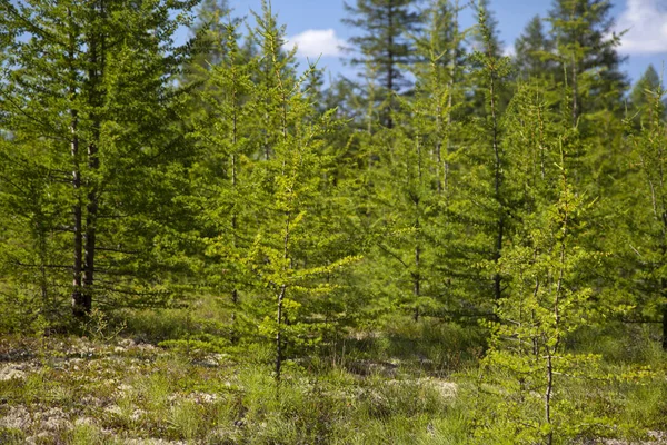 Bela Paisagem Floresta Tundra — Fotografia de Stock