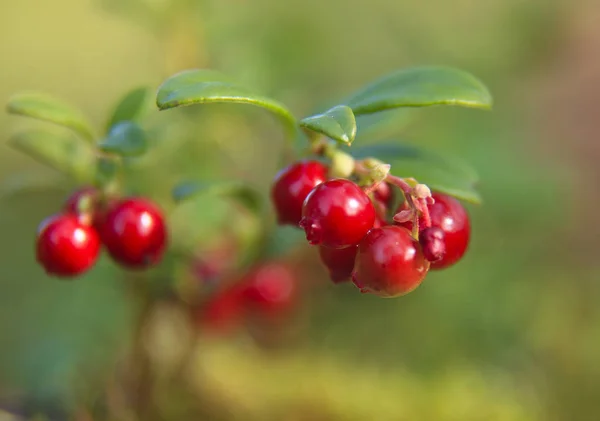 Ribes Rosso Maturo Sull Albero — Foto Stock