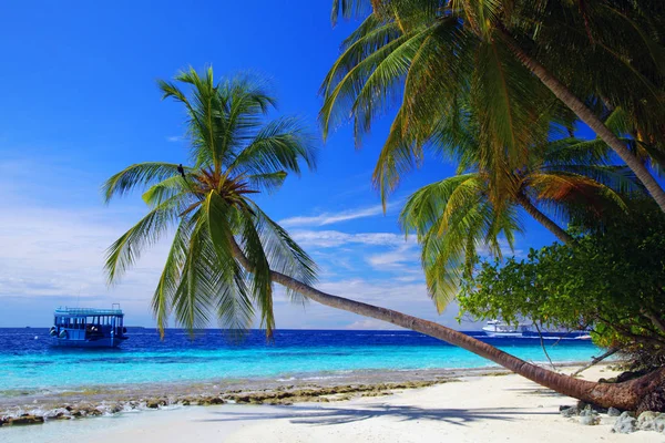 Schöne Aussicht Auf Das Exotische Resort Malediven Palmen Azurblaues Meer — Stockfoto