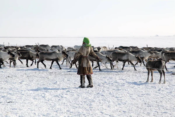 Assistant Reindeer Breeder Rear View — Stockfoto