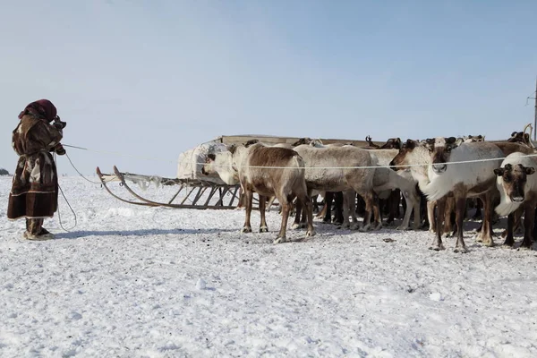 Herd Reindeer Winter — Stockfoto