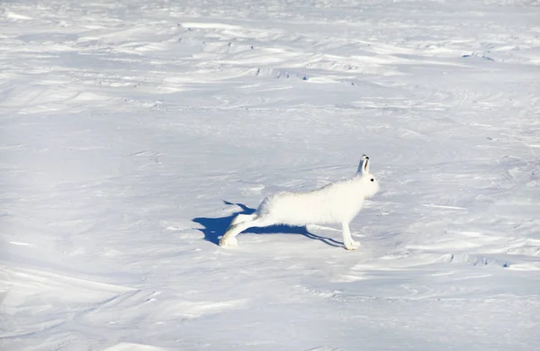 Rabbit hare in the tundra in winter,