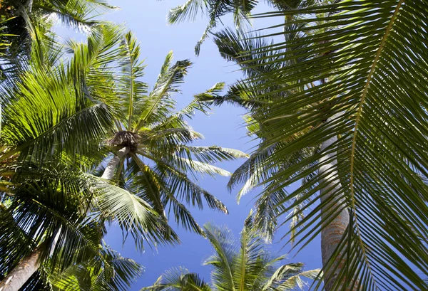 Schöne Aussicht Auf Das Exotische Resort Malediven Palmen — Stockfoto