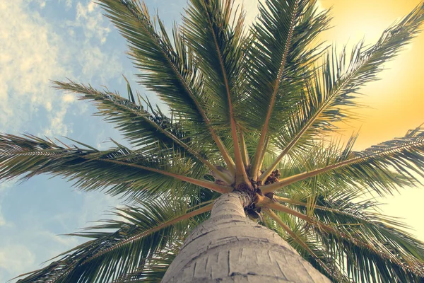 Palm Trunk Palm Close Bottom View Toned — Stockfoto
