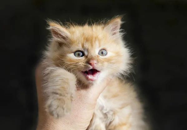 Cute Red Little Cat — Stock Photo, Image