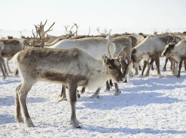 冬季驯鹿放牧 — 图库照片