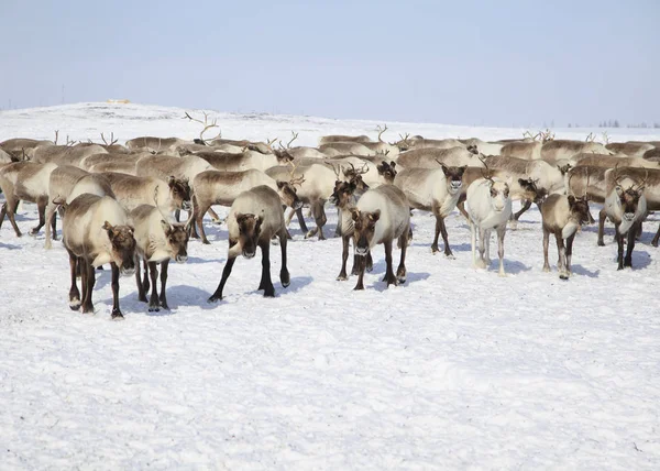 Rendieren Grazen Winter — Stockfoto