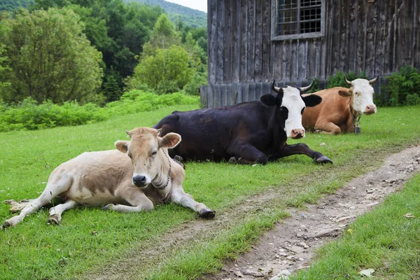 农村生活 三头牛躺在草地上 — 图库照片