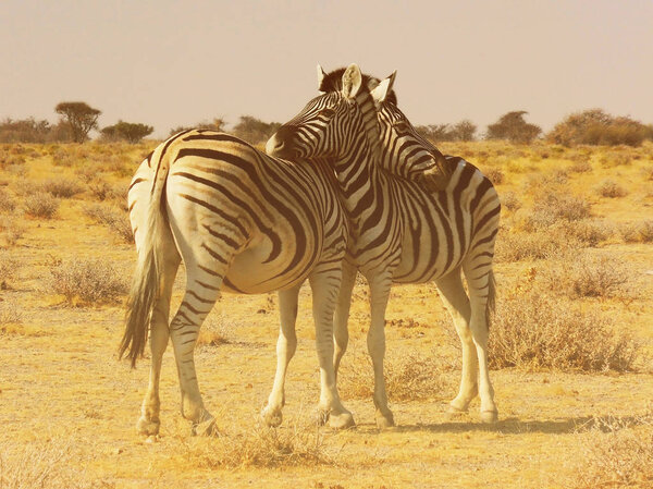 Two zebras in the desert.