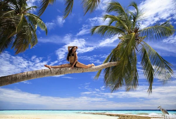 Belle Jeune Fille Couchée Sur Palmier Courbé Dans Complexe Maldivien — Photo