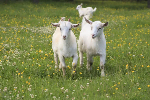 Cabras Jóvenes Están Jugando Campo Flores — Foto de Stock