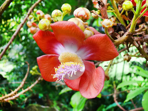 Ramo de primavera fresca. Fondo de verano. Ricos racimos de flo fresco —  Fotos de Stock