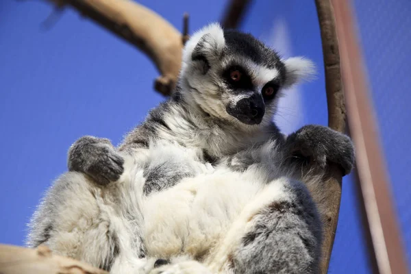 Piękny Lemur Zbliżenie — Zdjęcie stockowe