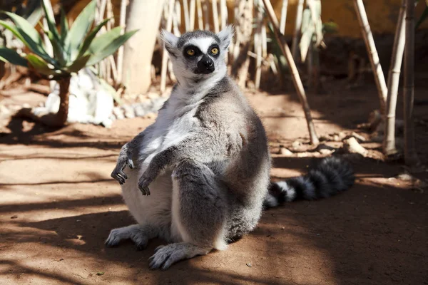 Piękny Lemur Zbliżenie — Zdjęcie stockowe