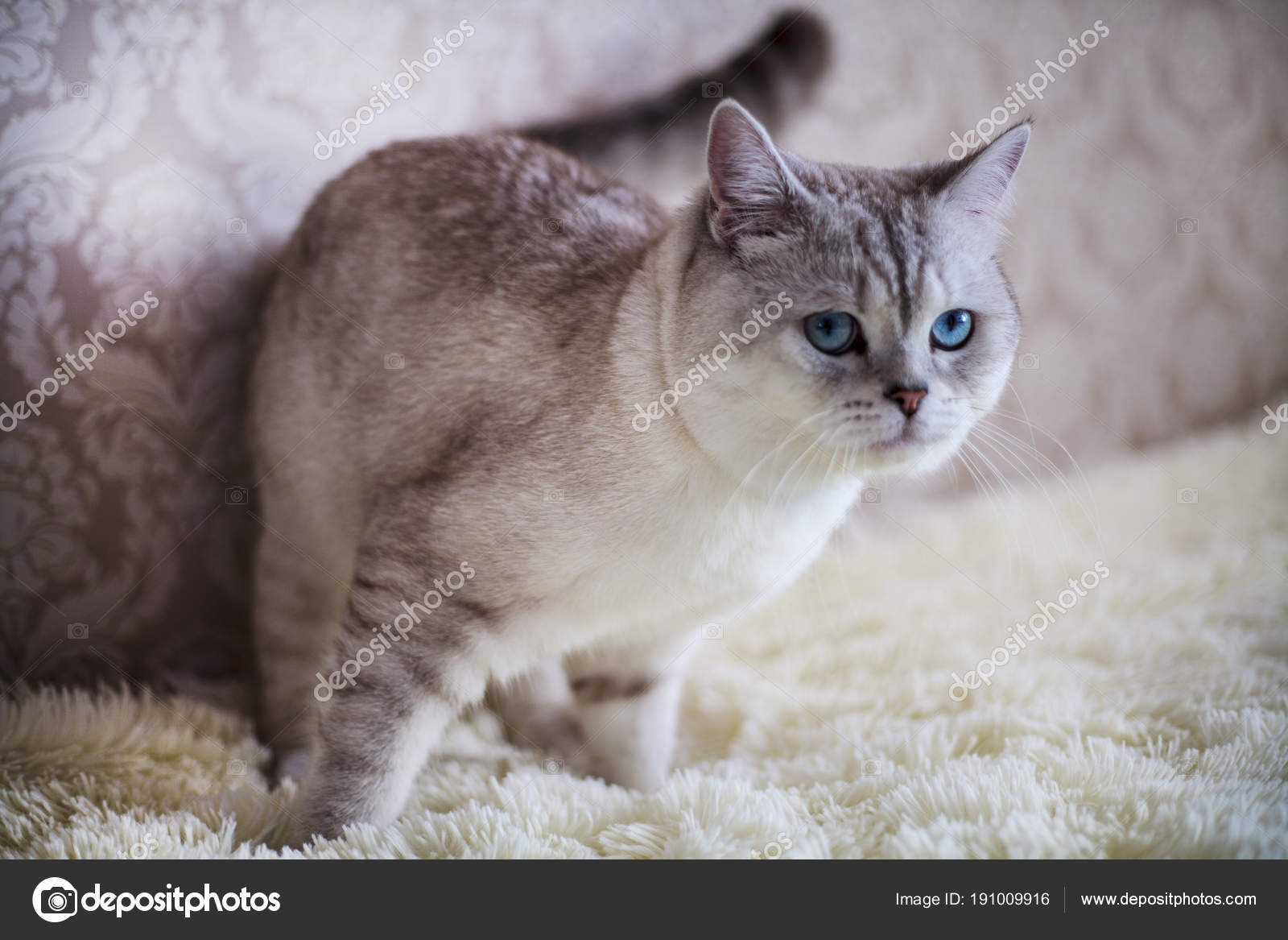 Cat Scottish Fold Chinchilla Coloring Stock Photo C E M