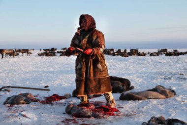 The extreme north, Yamal, the preparation of deer meat, remove the hide from the deer, assistant reindeer breeder clipart
