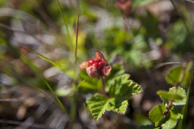 Taze bahar buketi. Yaz geçmişi. Taze flo Zengin demet