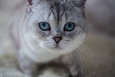 Kedi İskoç Fold, boyama chinchilla