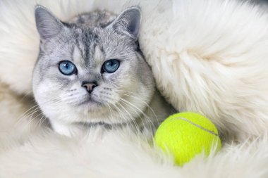 Kedi İskoç Fold, boyama chinchilla