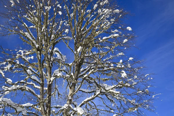 Vackert Träd Grenarna Ligger Snö Mot Den Blå Himlen — Stockfoto