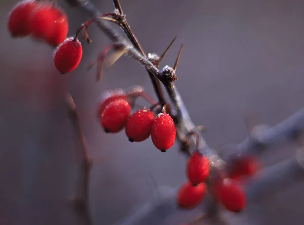 Red Berries Barberry Hoarfrost Branches Focus Center — Stock Photo, Image