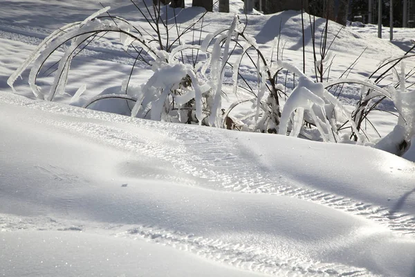 Zimní Krajina Sníh Jedle Žicích — Stock fotografie