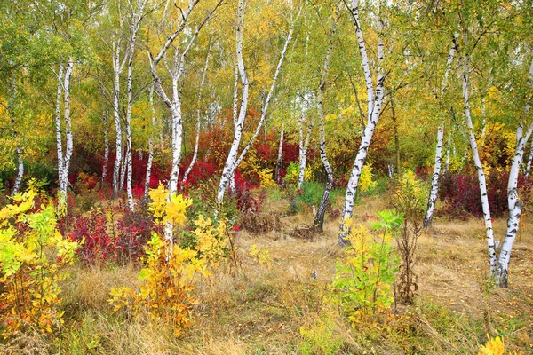 Золотая осень, красивый осенний пейзаж, ярко-красный, желтый и — стоковое фото