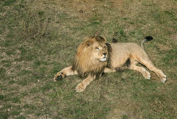 Yetişkin aslan çim üzerinde yalan — Stok fotoğraf