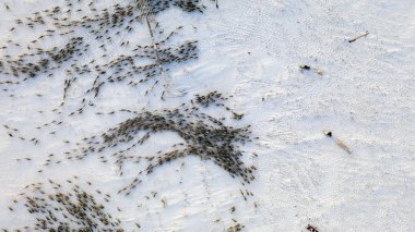 Aşırı kuzeyde ren geyikleri birbirine yaklaşır, havadan.