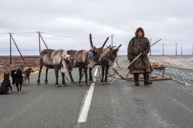  En kuzeyde Yamal, Tundra 'da ren geyiği, açık alan, göt.