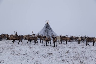 Yamal Yarımadası, Sibirya. Kışın bir ren geyiği sürüsü, ren geyiği.