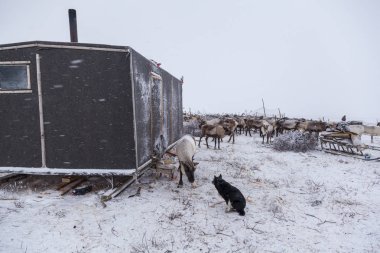 Yamal Yarımadası, Sibirya. Kışın bir ren geyiği sürüsü, ren geyiği.