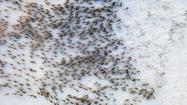 Het uiterste noorden, de rendieren bewegen dicht bij elkaar, vanuit de lucht — Stockfoto