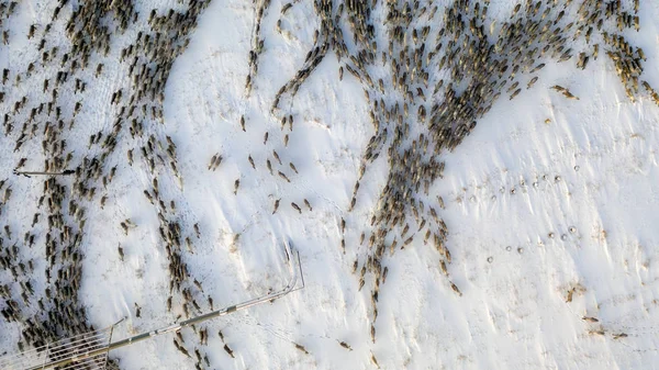 На крайньому півночі, олень рухається близько один до одного, повітряний — стокове фото