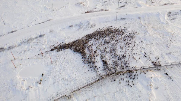 El extremo norte, los renos se mueven uno cerca del otro, aéreo — Foto de Stock