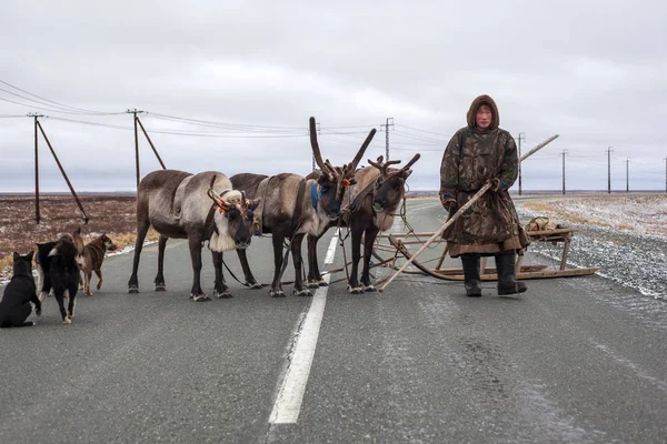 Крайній Північ, Ямал, олень у Тундрі, відкритий район, дупа — стокове фото