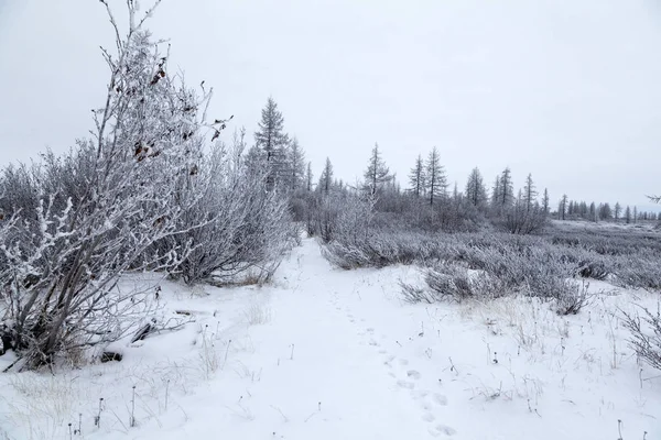 Zimní Krajina Lesní Tundry Říční Břeh Pohled Ptačí Perspektivy Arktický — Stock fotografie