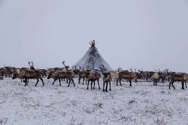 Péninsule Yamal, Sibérie. Un troupeau de rennes en hiver, rennes — Photo