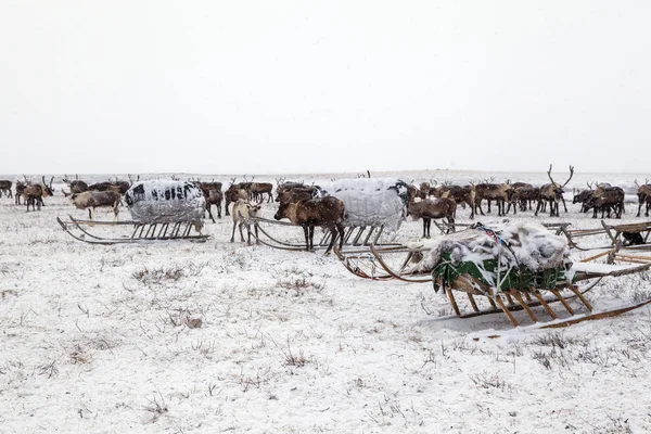 Jamal-félsziget, Szibéria. Egy rénszarvascsorda télen, rénszarvas — Stock Fotó