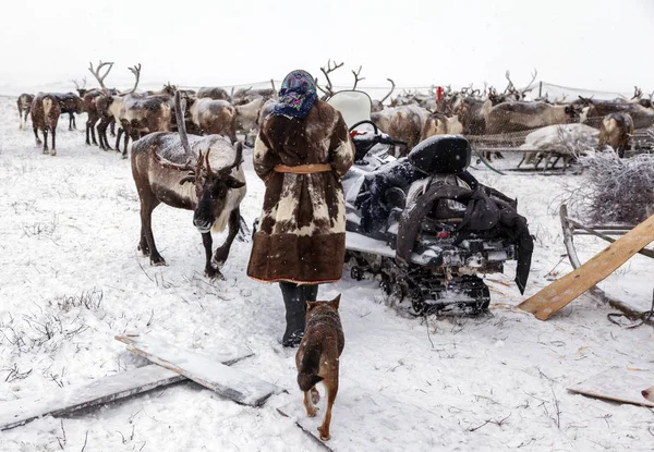 Ямальний півострів, Сибір. Зимою стадо оленів, оленів. — стокове фото