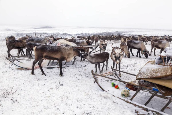 Winterlandschap Van Bos Toendra Rivieroever Vogelperspectief Arctische Cirkel Toendra Prachtig — Stockfoto