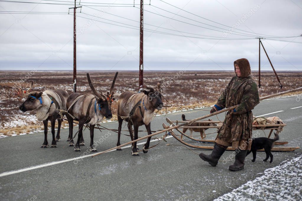  The extreme north, Yamal,   reindeer in Tundra , open area, ass