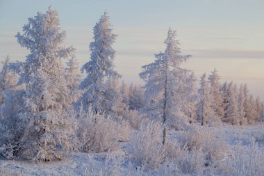 Güzel kış manzara, ağaçların dallarında don, 