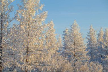  Tundra 'nın güzel kış manzarası, dallarda don.